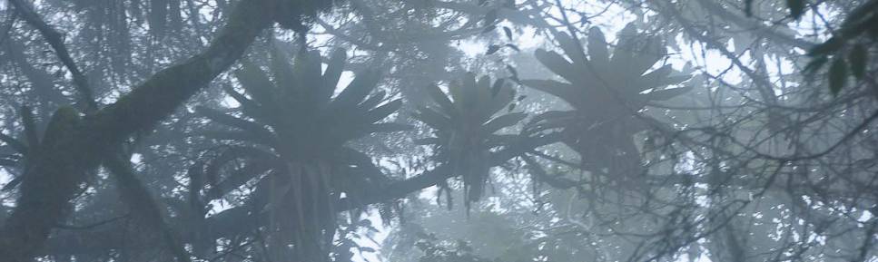 Milhares de bromélias penduradas nos galhos das árvores na mata úmida que ocupa a parte baixa do Parque Nacional da Serra dos Órgãos, no Rio de Janeiro, portaria de Teresópolis